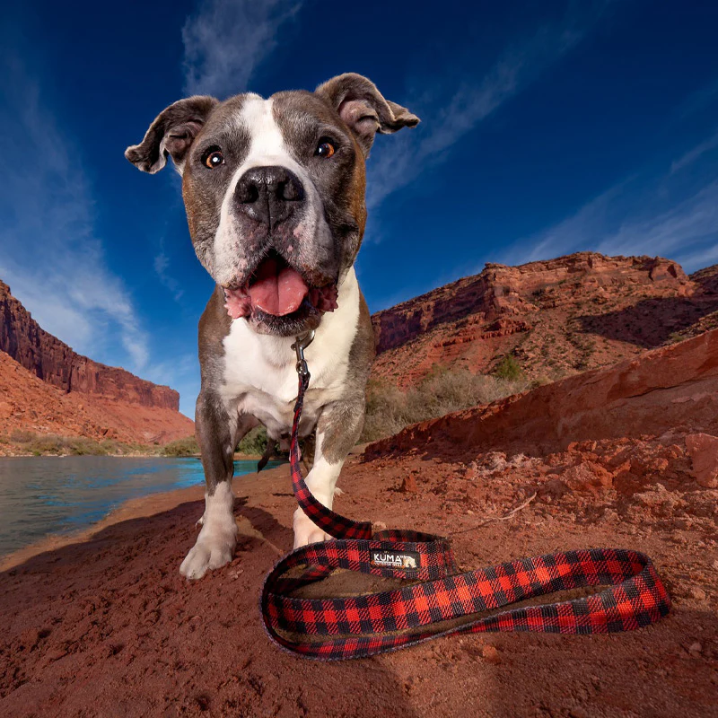 KUMA Lazy Bear Dog Leash - Image 7
